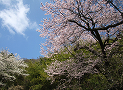 世間桜（中村）